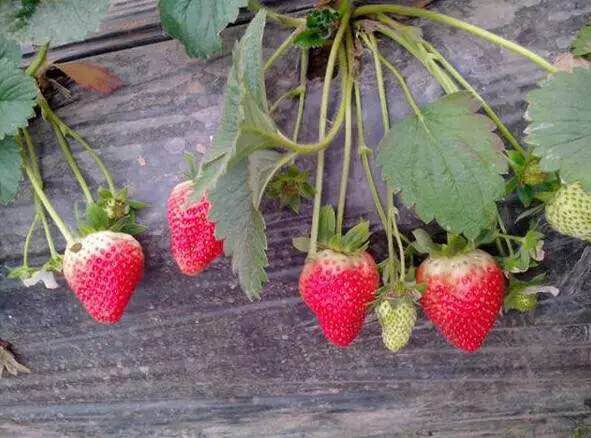 1487897575502137.jpg 4.jpg