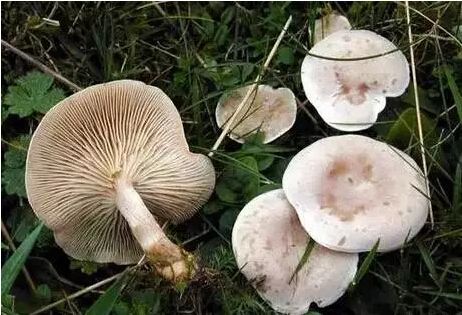 1498007495284655.jpg 31.jpg