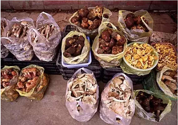 1498007523877547.jpg 35.jpg